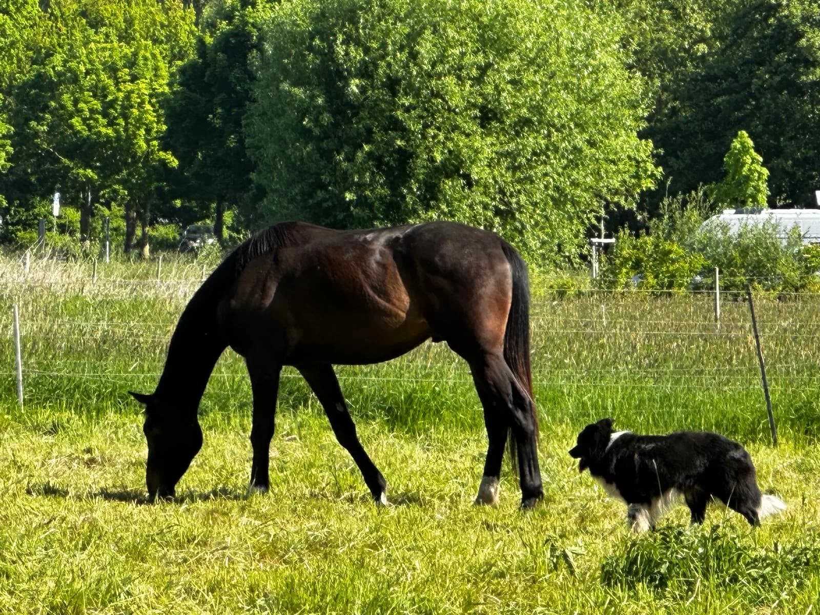 Ein dunkelbraunes Pferd grast auf der Weide, Dexter steht daneben und schaut ihm zu