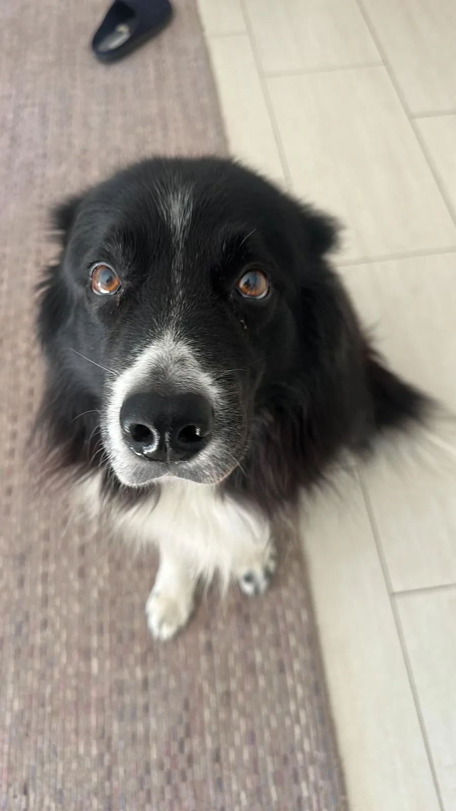 Dexter, ein schwarz-weißer Hund, sitzt auf dem Boden und schaut aufmerksam nach oben